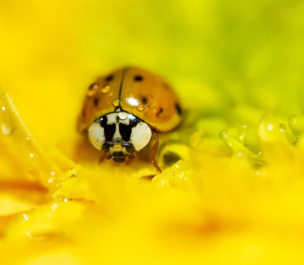 Primer Plano Del Insecto Mariquita Flor Amarilla —  Fotos de Stock