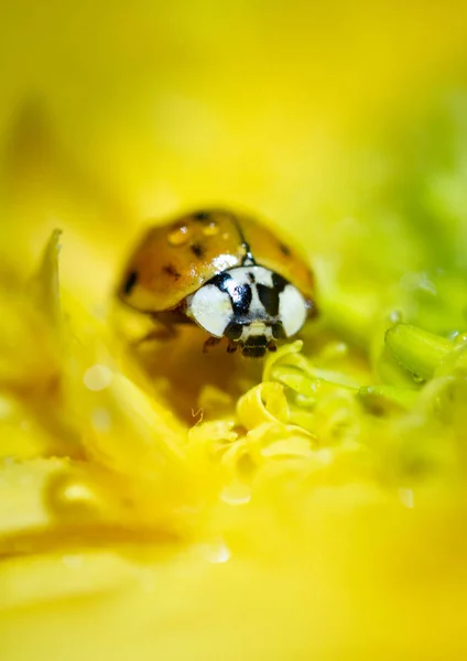 Primer Plano Del Insecto Mariquita Flor Amarilla —  Fotos de Stock