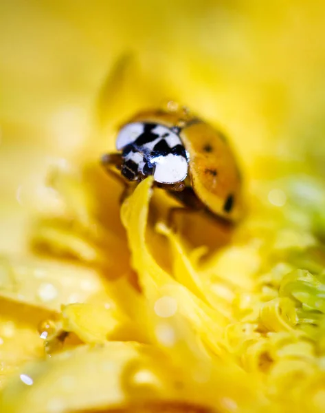 Primer Plano Del Insecto Mariquita Flor Amarilla —  Fotos de Stock