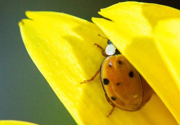 Close Van Lieveheersbeestje Gele Bloem — Stockfoto