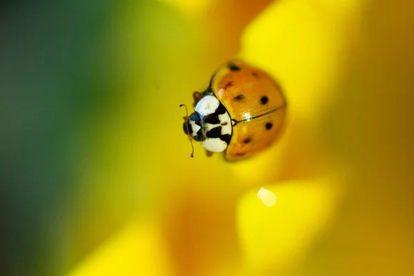 Primer Plano Del Insecto Mariquita Flor Amarilla — Foto de Stock