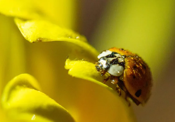 Close Van Lieveheersbeestje Gele Bloem — Stockfoto