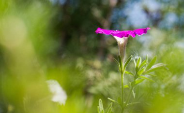 Tarla arka planında güzel bir çiçek