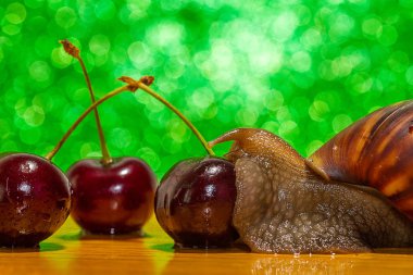 Bir salyangoz kirazları yakından yer.