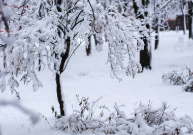 Kışın kardaki ağaçlar. Güzel yeni yıl manzarası.