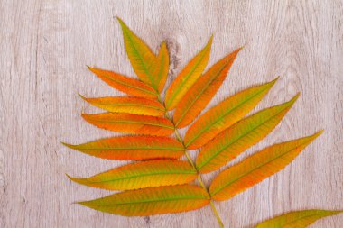 Ahşap bir masada güzel parlak bir yaprak. Güzel sonbahar arkaplanı. 