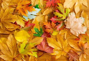 Parlak akçaağaç yaprakları. Güzel sonbahar arkaplanı. 