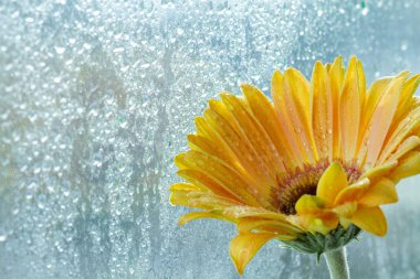 Islak pencerenin yanında damlaları olan sarı gerbera çiçeği