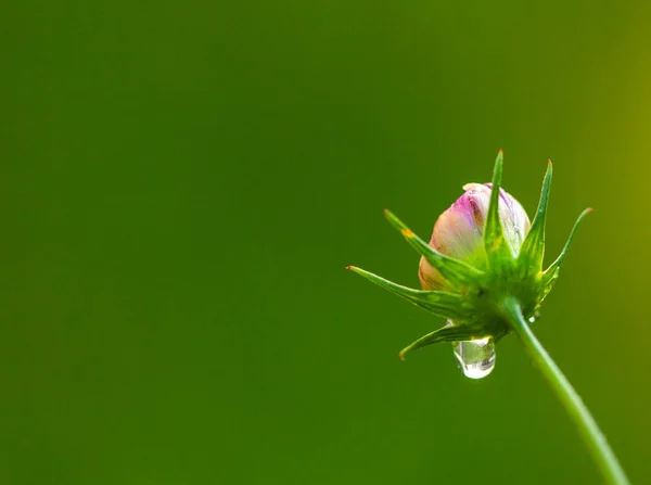 Primer Plano Florecimiento Flor Rosa Aire Libre —  Fotos de Stock