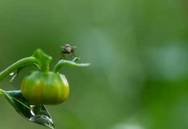 背景是夏天的温室里的西红柿 — 图库照片