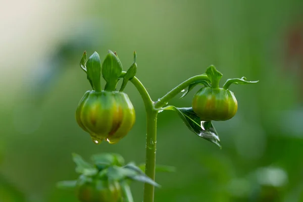 Los Tomates Invernadero Verano Fondo — Foto de Stock