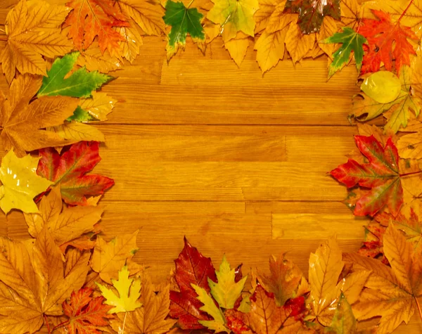 Ярко Опавшие Кленовые Листья Красивый Осенний Фон — стоковое фото