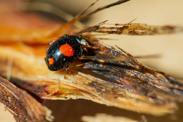 Macro Shot Bug Sur Fond Naturel — Photo