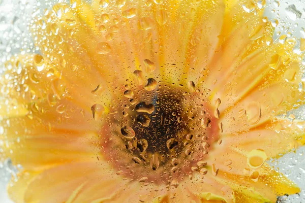 Gelbe Gerbera Blume Hinter Glas Mit Wassertropfen — Stockfoto