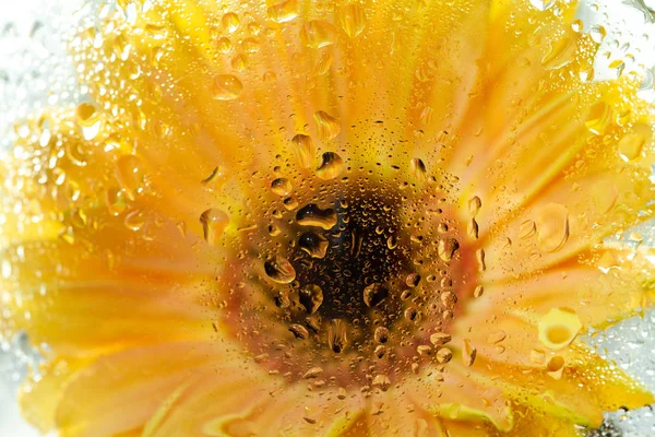 Żółty Gerbera Kwiat Szkłem Kroplami Wody — Zdjęcie stockowe