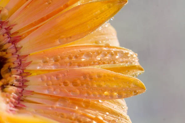 Primer Plano Disparo Flor Gerberas Amarillas Con Gotas Agua — Foto de Stock