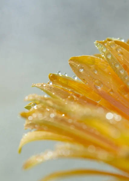 Close Shot Van Gele Gerbera Bloem Met Water Druppels — Stockfoto