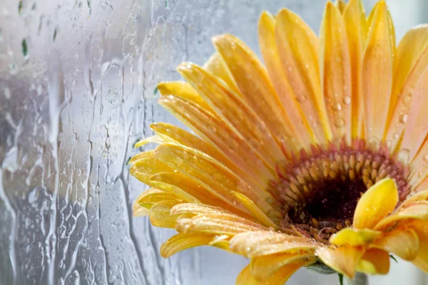 Жовта Квітка Гербери Краплями Мокрим Вікном — стокове фото