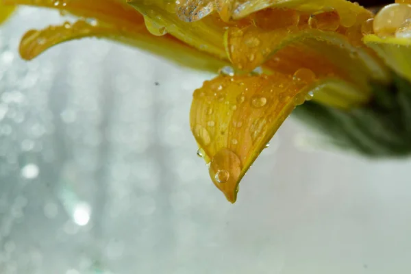 Flor Gerberas Amarillas Con Gotas Por Ventana Húmeda — Foto de Stock