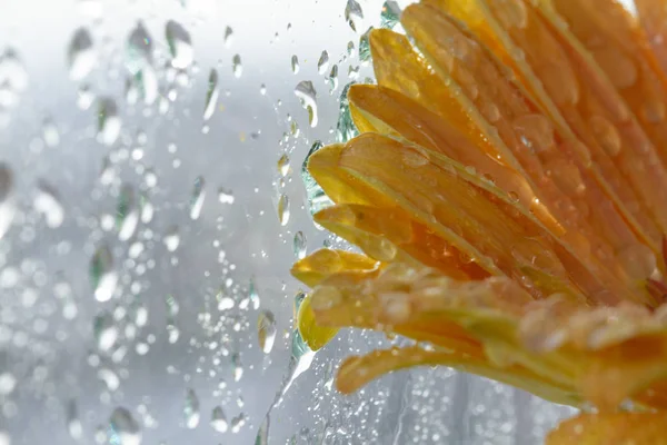 Flor Gerberas Amarillas Con Gotas Por Ventana Húmeda —  Fotos de Stock