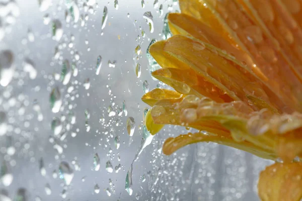 Flor Gerberas Amarillas Con Gotas Por Ventana Húmeda — Foto de Stock