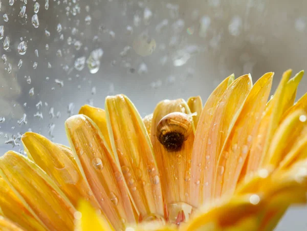 Pequeño Caracol Flor Gerberas Amarillas Por Ventana Húmeda — Foto de Stock