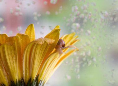 Sarı gerbera çiçeğinin üzerindeki küçük salyangoz ıslak pencerede.