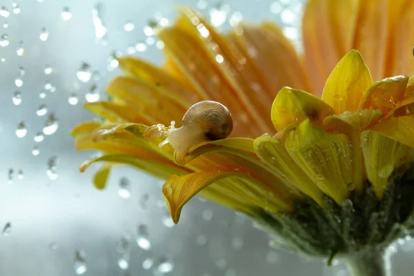 stock image small snail on yellow gerbera flower by wet window