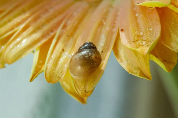 Pequeno Caracol Flor Gerbera Amarela Pela Janela Molhada — Fotografia de Stock