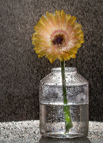 yellow gerbera flower in vase with water drops