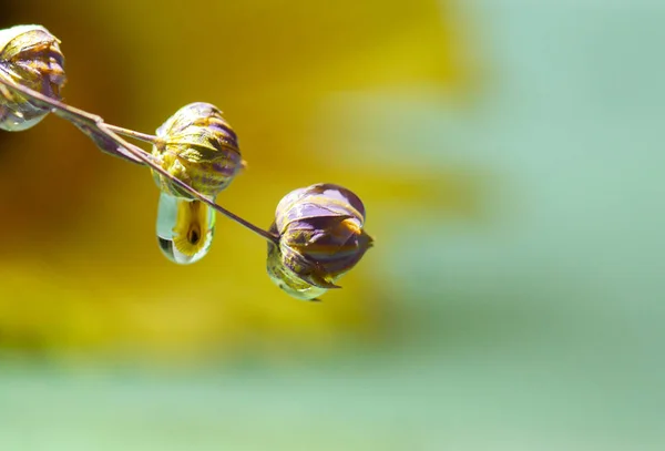 Mooie Gedroogde Bloemen Vlas — Stockfoto