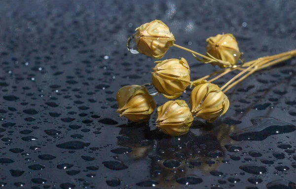 Flores Secas Superficie Con Gotas Agua — Foto de Stock