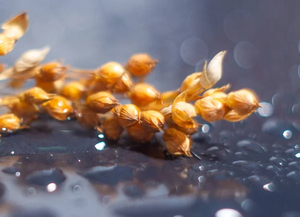 Flores Secas Superficie Con Gotas Agua — Foto de Stock