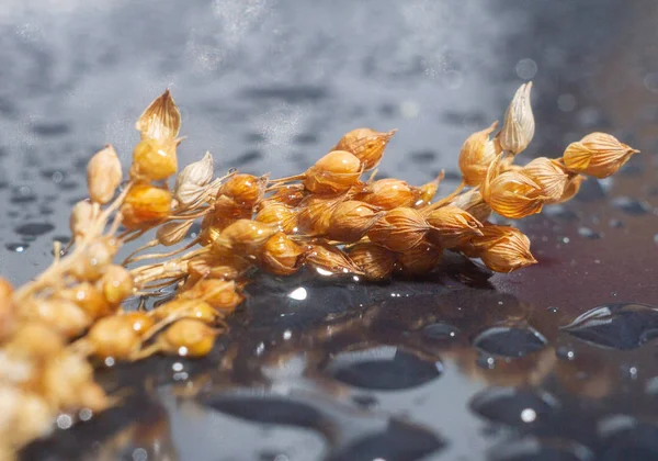 Flores Secas Superficie Con Gotas Agua — Foto de Stock