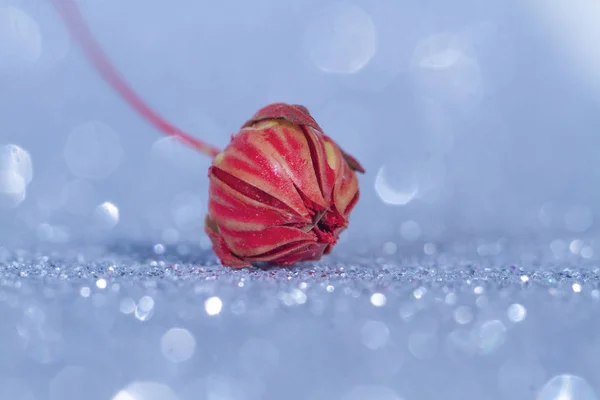 Mooie Gedroogde Bloemen Close Uitzicht — Stockfoto