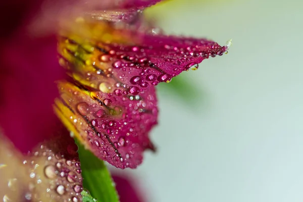 Makro Zavřít Záběr Květiny Kapkami Vody — Stock fotografie