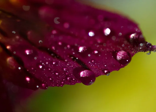 Macro Plano Plano Flor Con Gotas Agua —  Fotos de Stock