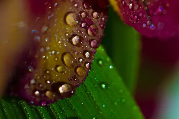 Macro Plano Plano Flor Con Gotas Agua — Foto de Stock