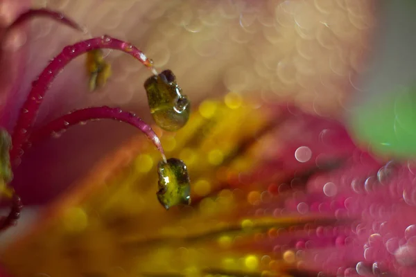 Macro Plano Plano Flor Con Gotas Agua —  Fotos de Stock