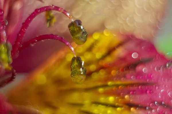 Macro Plano Plano Flor Con Gotas Agua — Foto de Stock