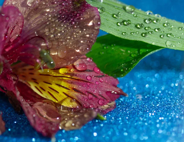Makro Zavřít Záběr Květiny Kapkami Vody — Stock fotografie