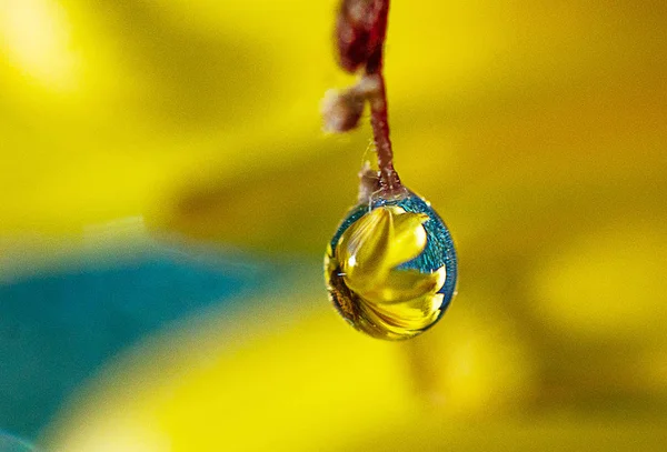 Растение Каплях Воды Желтом Размытом Фоне Красивый Боке — стоковое фото