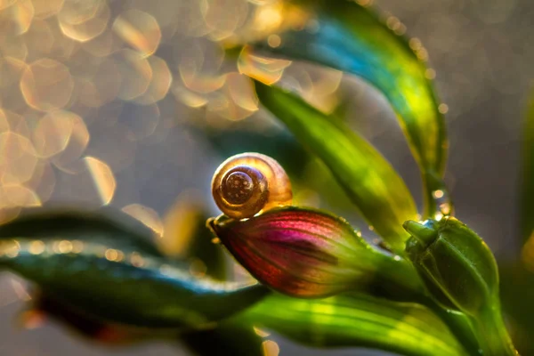 Rostlina Vodě Kapky Žluté Rozmazané Pozadí Krásný Zadek — Stock fotografie