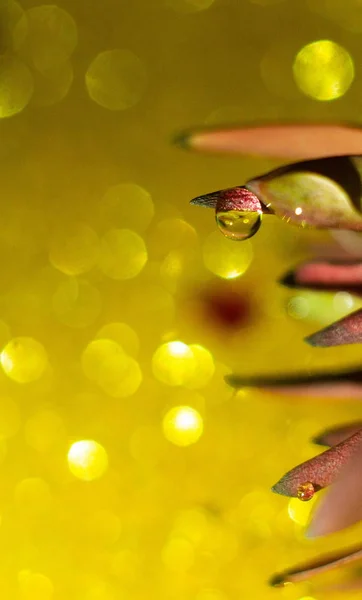 Planta Gotas Agua Sobre Fondo Borroso Amarillo Hermoso Bokeh —  Fotos de Stock