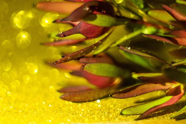 Planta Gotas Agua Sobre Fondo Borroso Amarillo Hermoso Bokeh — Foto de Stock