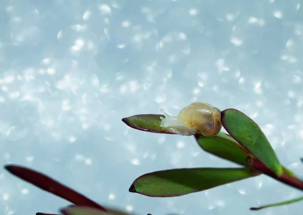 Groene Plant Met Waterdruppels Slak — Stockfoto