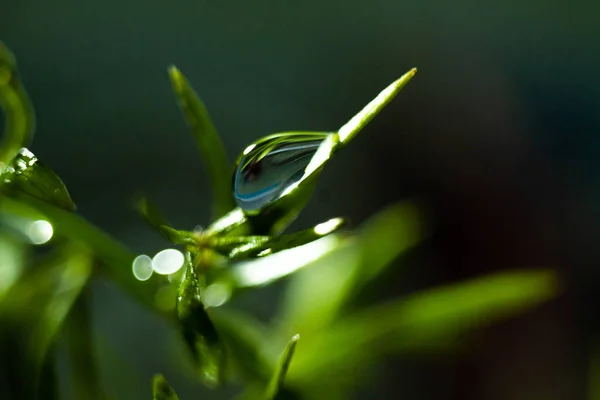 Planta Verde Con Gotas Agua Fondo —  Fotos de Stock