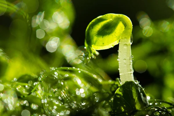 Planta Verde Con Gotas Agua Fondo — Foto de Stock