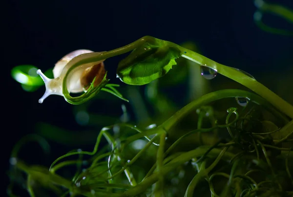 Zöld Növény Vízcseppekkel Csigával — Stock Fotó