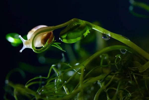 green plant with water drops and snail